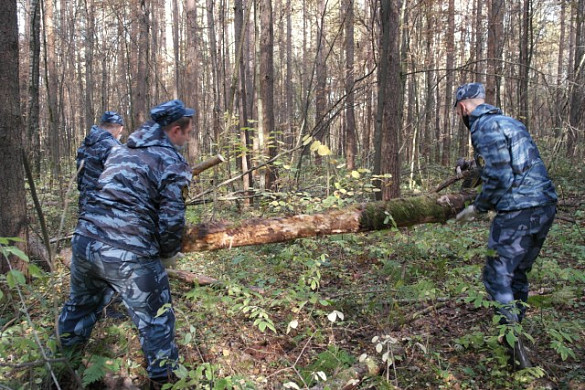 Основная причина гибели лесов в Ивановской области – пожары и человеческая халатность